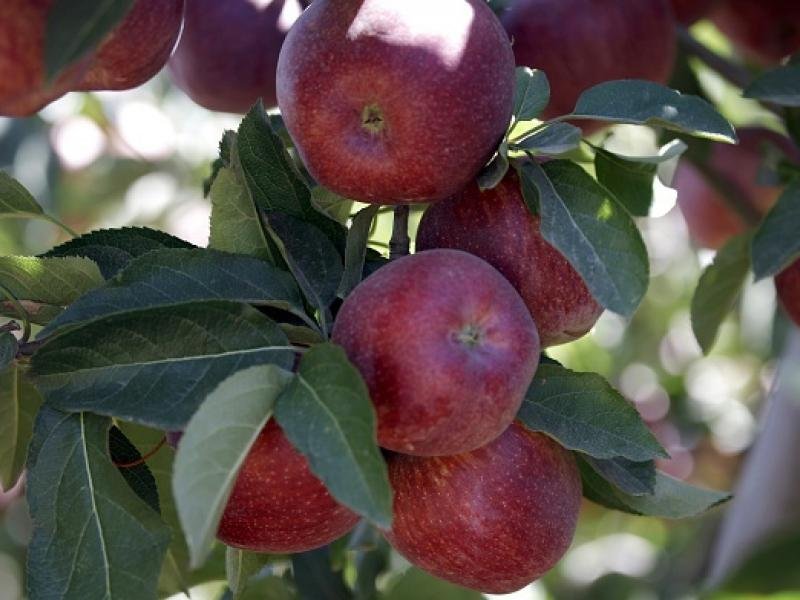 تفاح جولاني