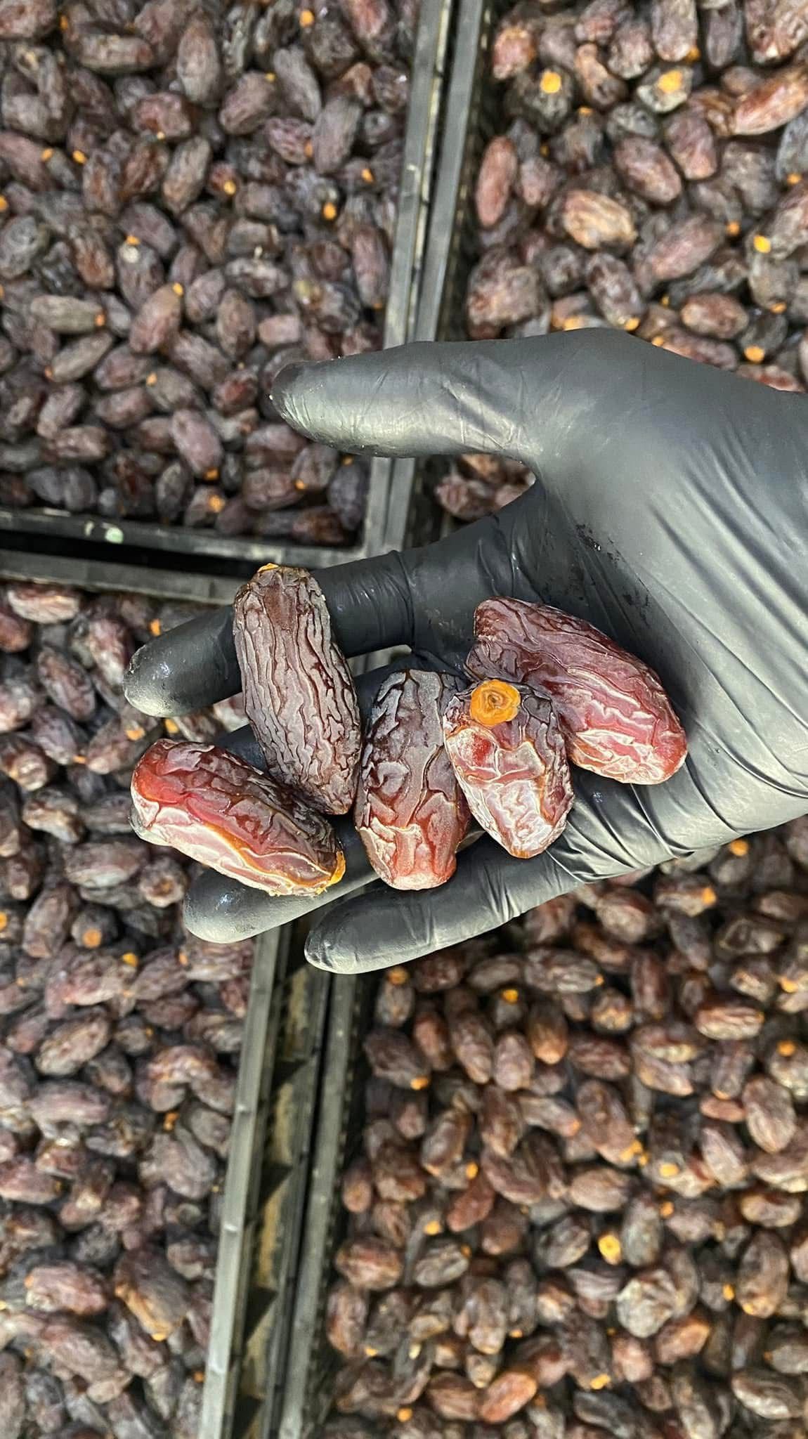 تمر طازج موسم 2026