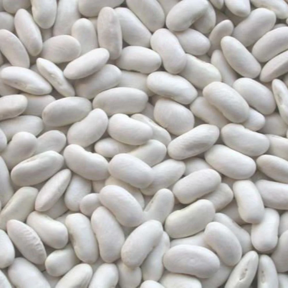 فاصولياء بيضاء حب